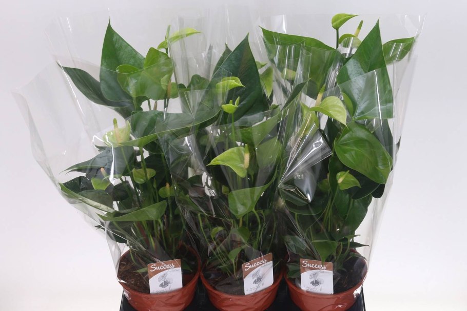 Антуриум белый