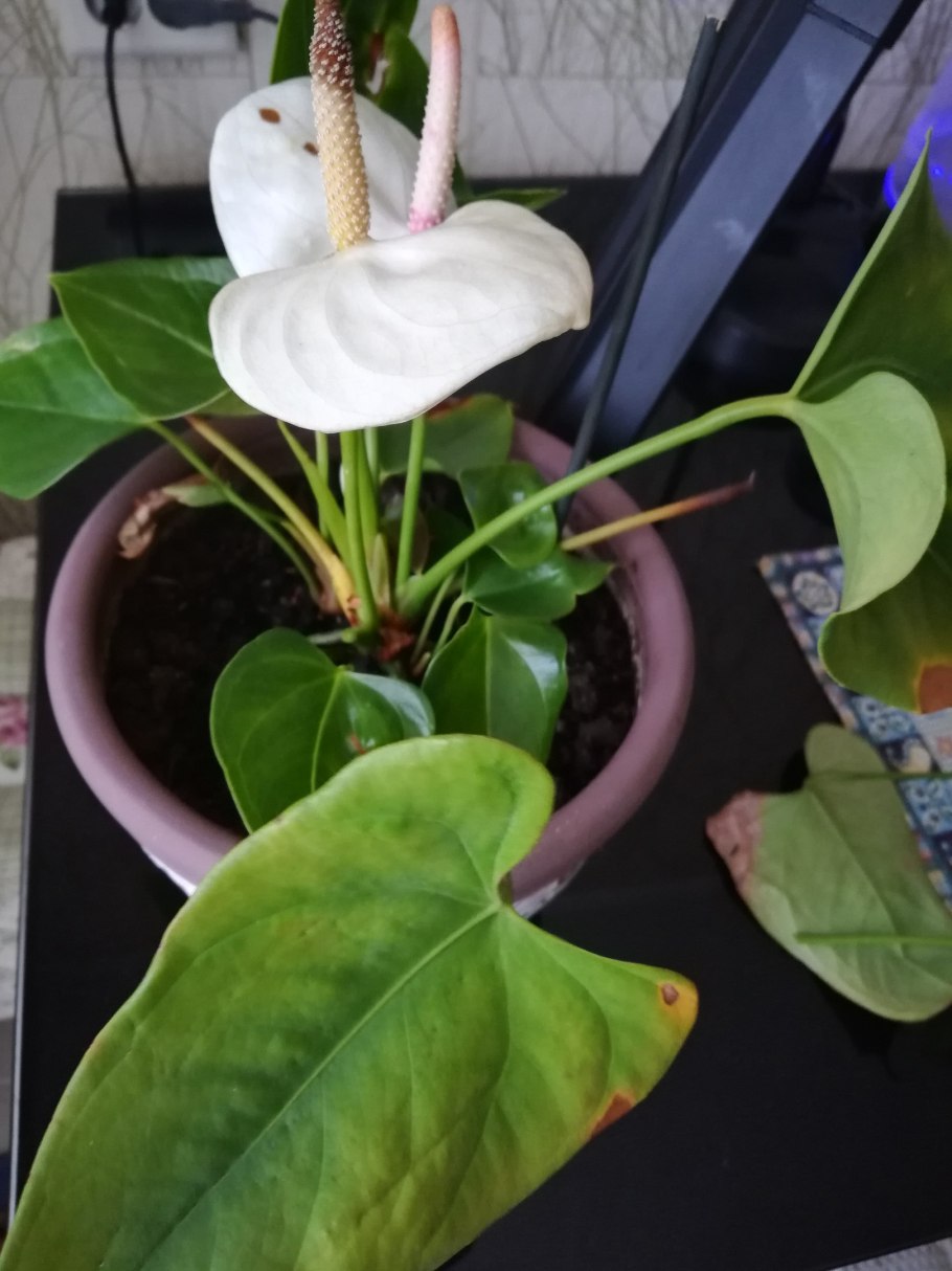 Антуриум нимфеелистный