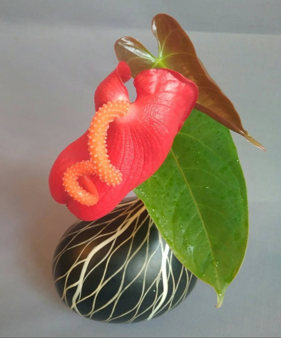 Антуриум Алексия Жаде