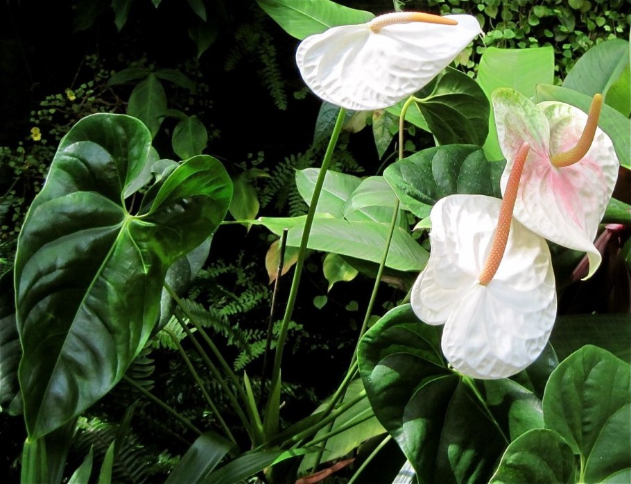 Антуриум Блэк Квин