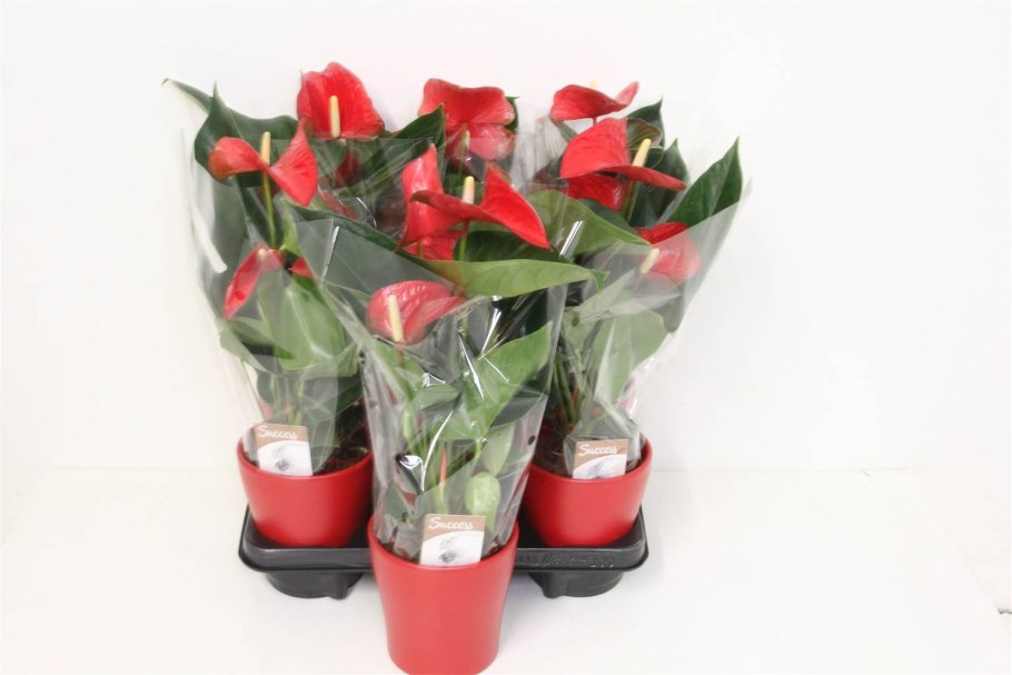 Антуриум Амалия Элеганс