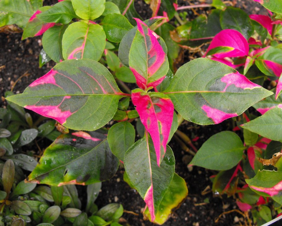 Alternanthera ficoidea