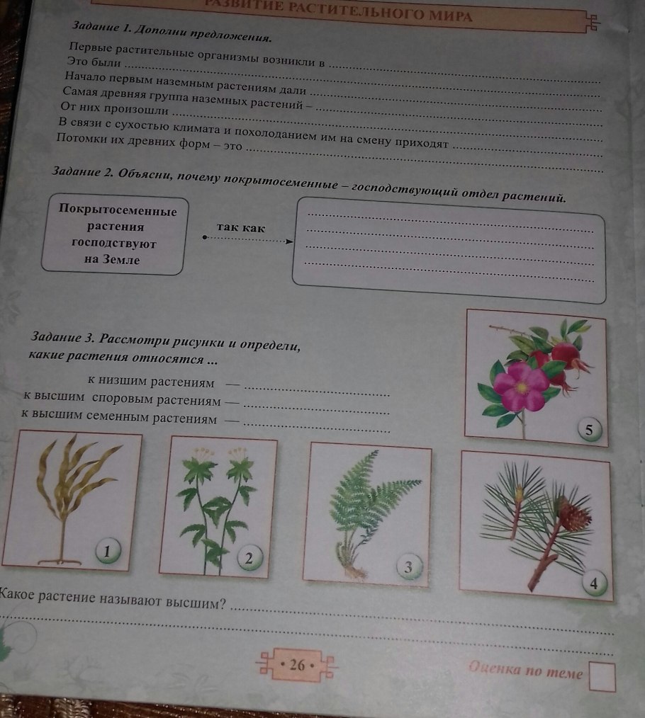 Высшие споровые растения