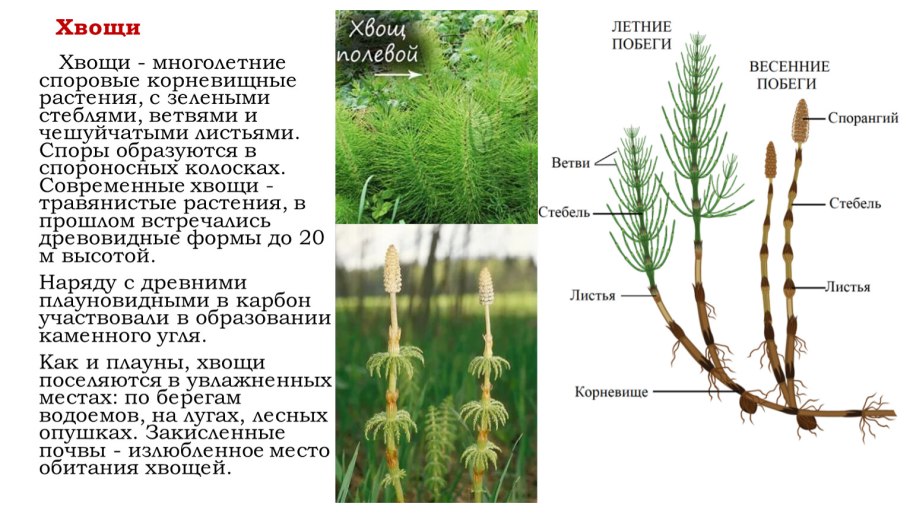 Учебник по биологии 5 класс Пасечник читать