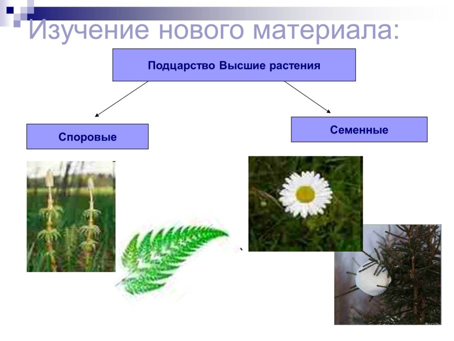 Цикл размножения папоротников схема