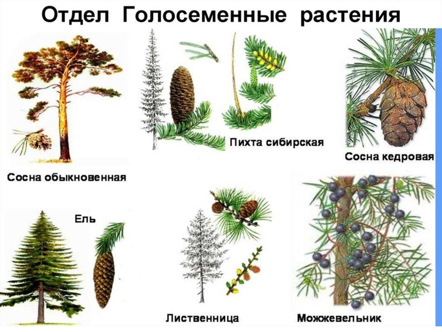 Жизненный цикл Кукушкина льна схема