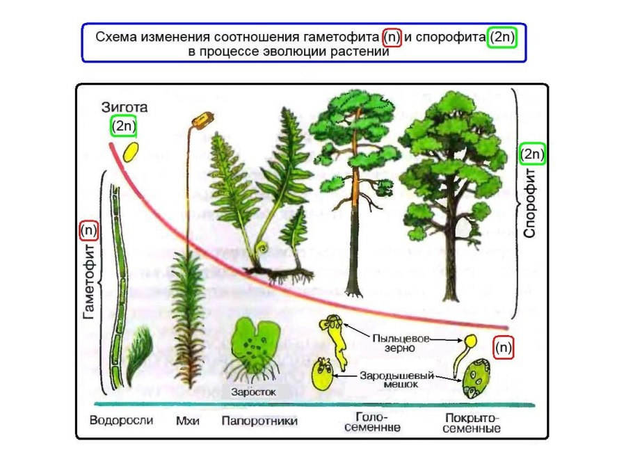 Голосеменные схема классификации