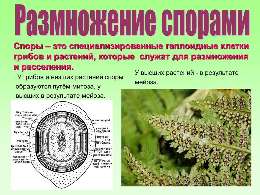 Органы растения вегетативные и генеративные схема