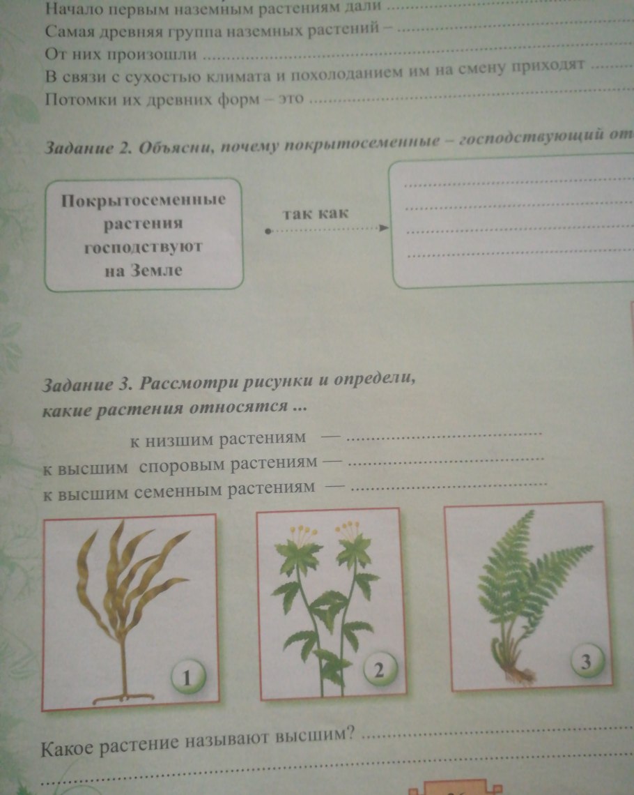 Сравнительная характеристика папоротников хвощей и плаунов