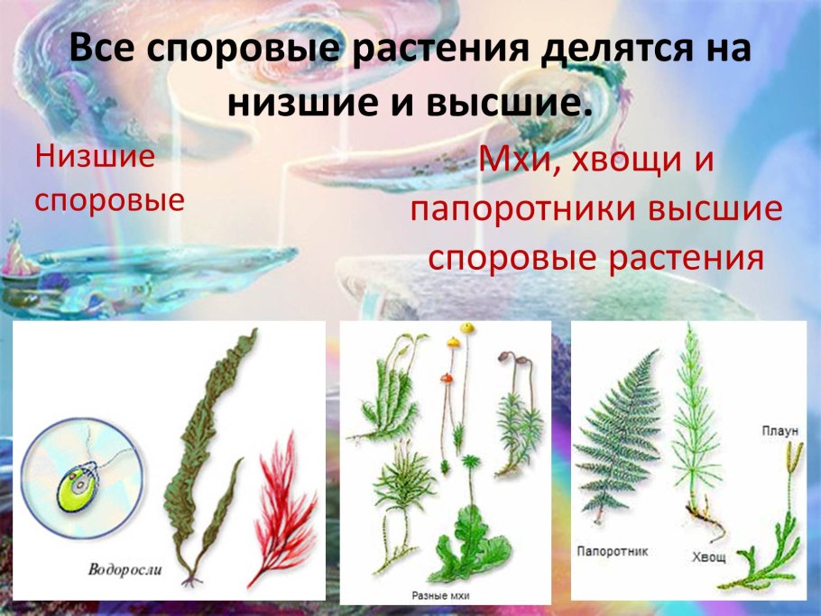 Строение побега хвойного растения