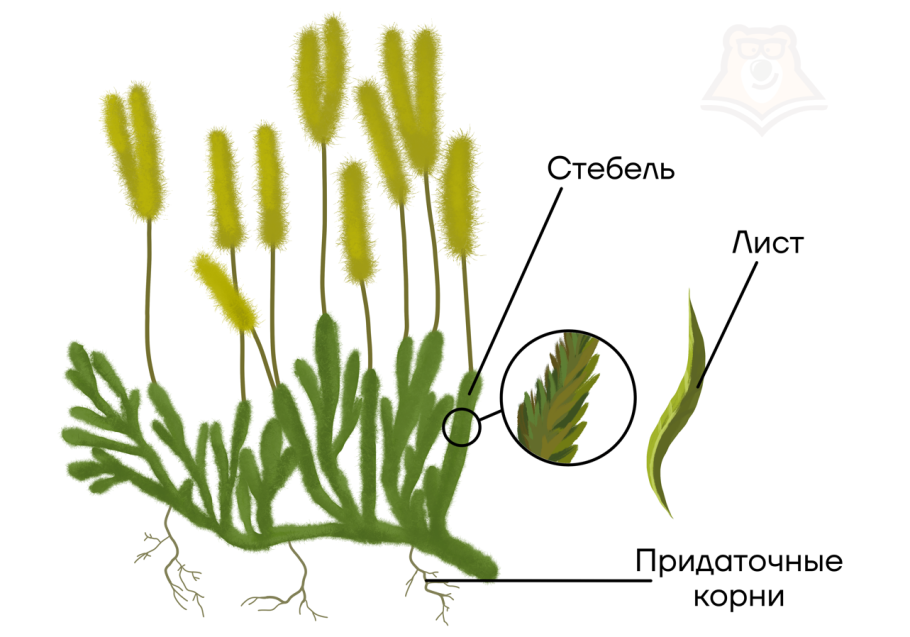Таблица многообразие растений 5 класс биология