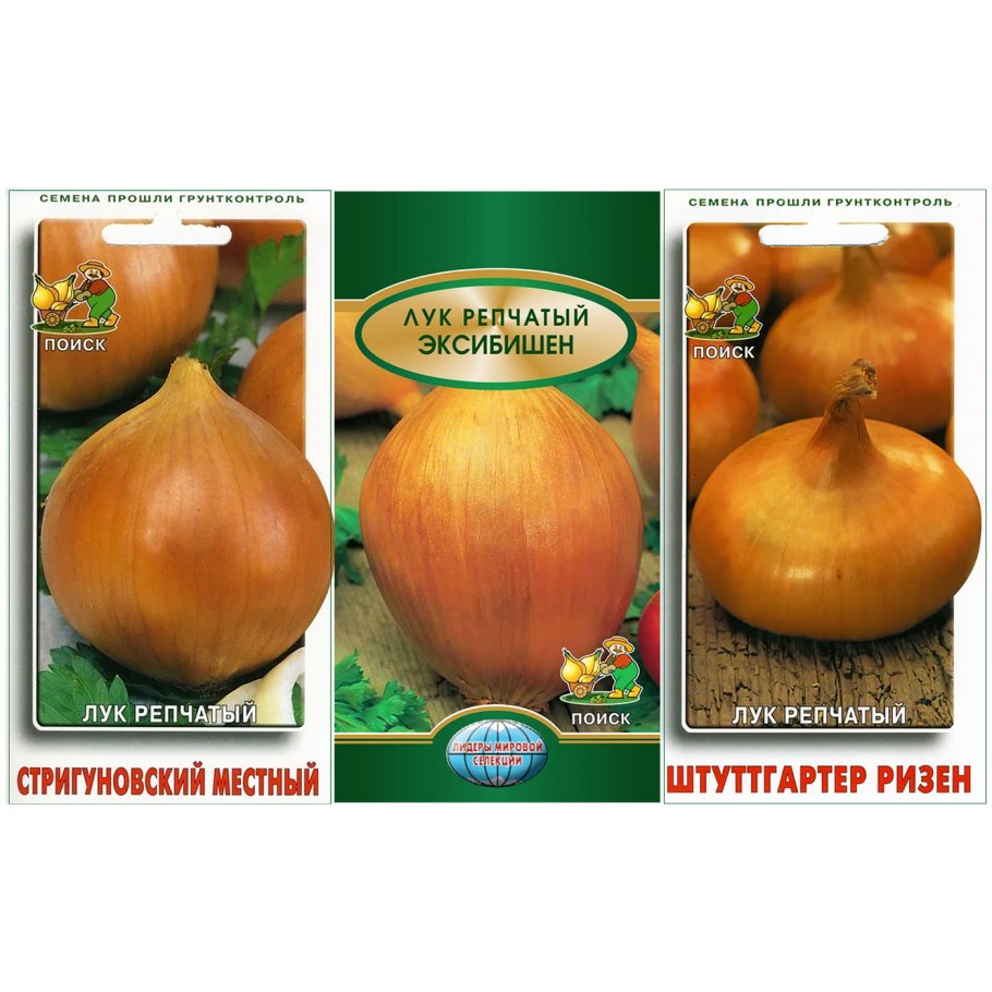 Лук Чернушка