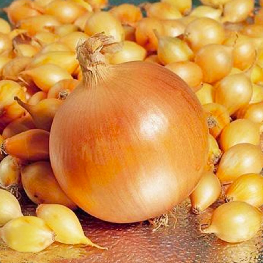 Семена русский огород лук репчатый Стригуновский местный 1г 302215