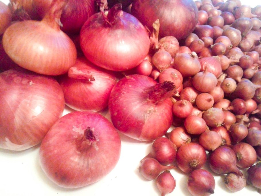 Лук-севок f1 Коррадо