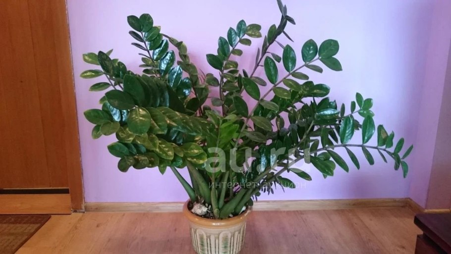 Замиокулькас Зензи неприхотливый