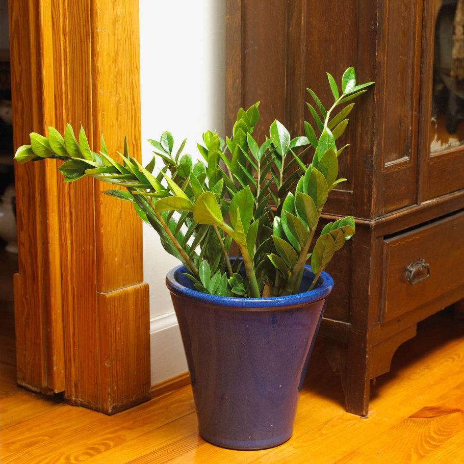 Замиокулькас Emerald Palm