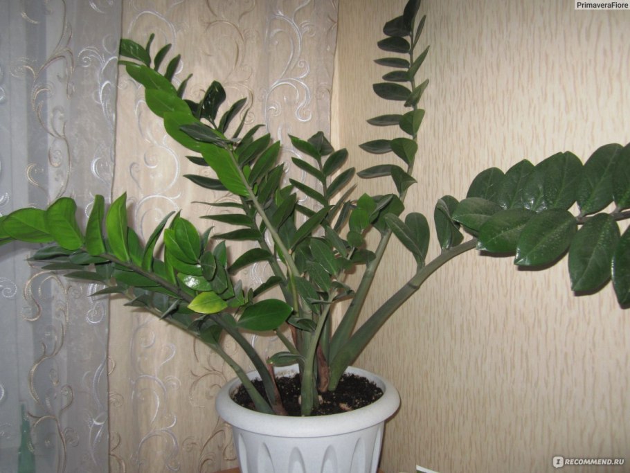 Замиокулькас, сансевьера