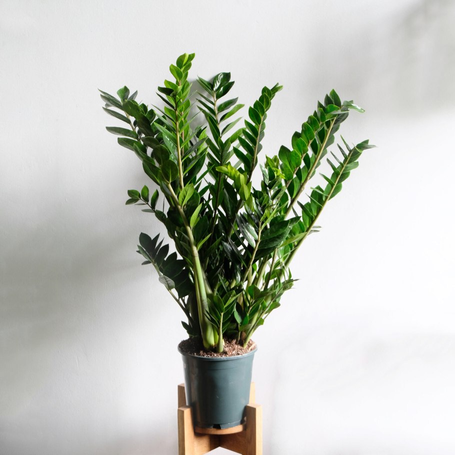 Растение замиокулькас