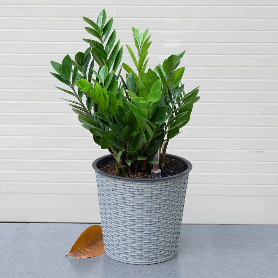 Картинки ухода за растениями сингониум и замиокулькас