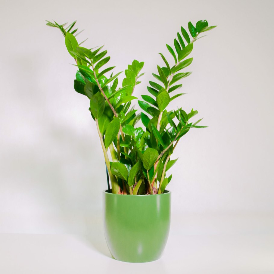 Замиокулькас замиелистный