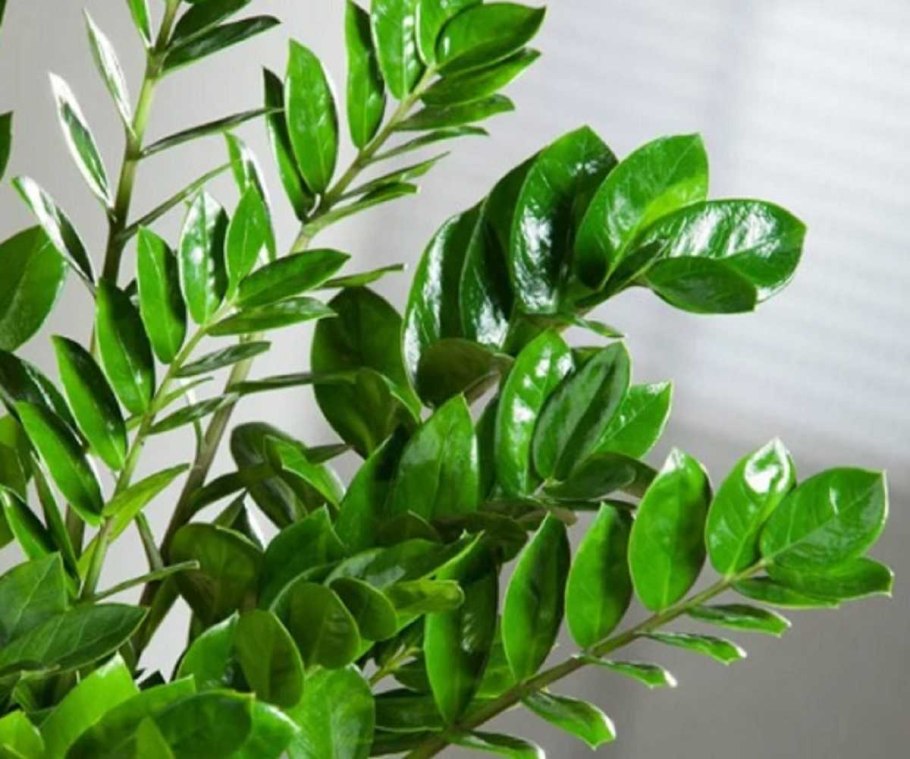 Замиокулькас Замифолия