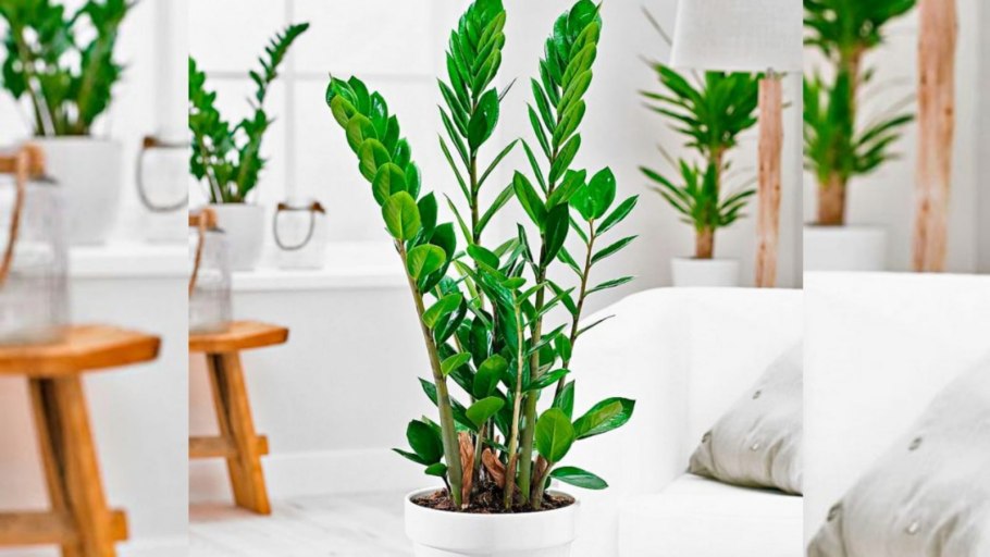 Замиокулькас замиелистный