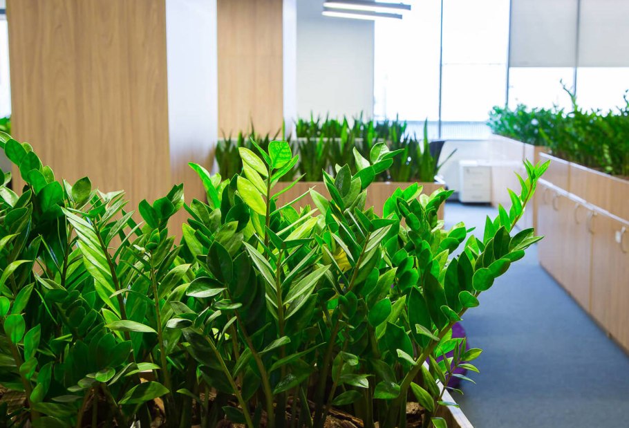 Замиокулькас долларовое дерево