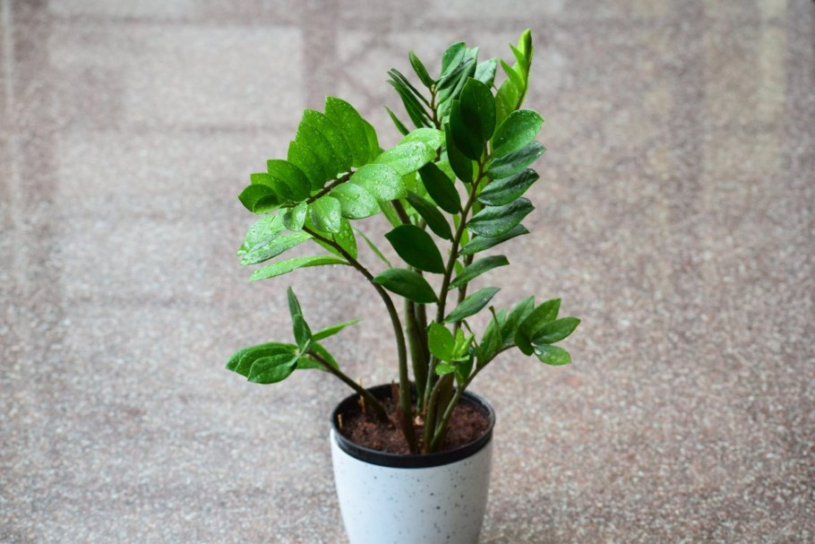 Замиокулькас Emerald Palm