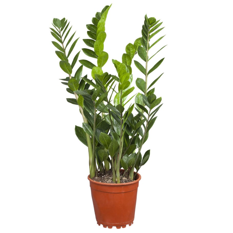 Замиокулькас гигант