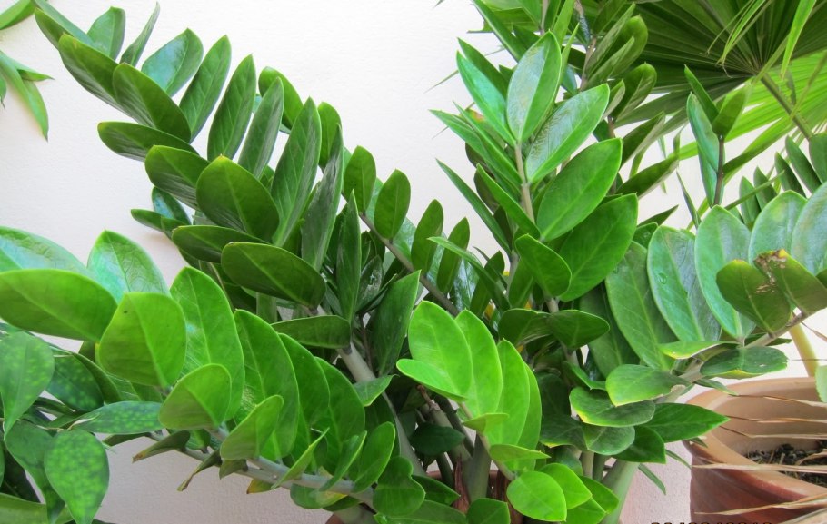 Zamioculcas долларовое дерево