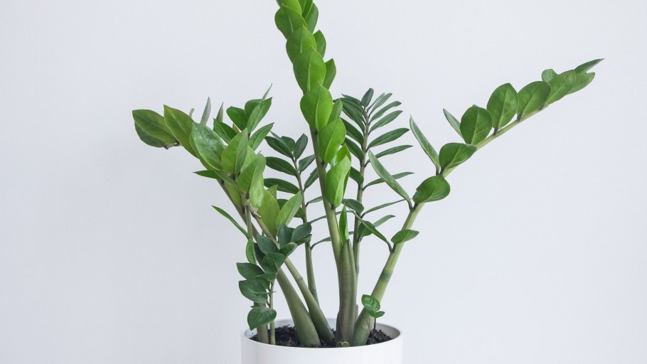Zamioculcas долларовое дерево
