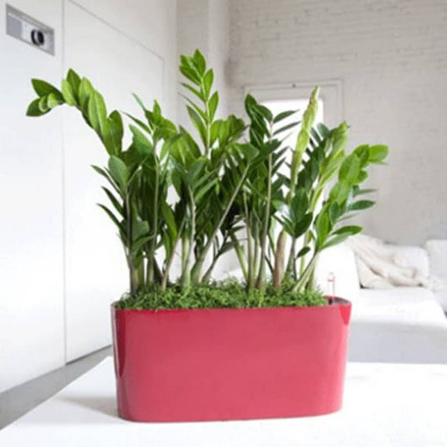 Замиокулькас долларовое