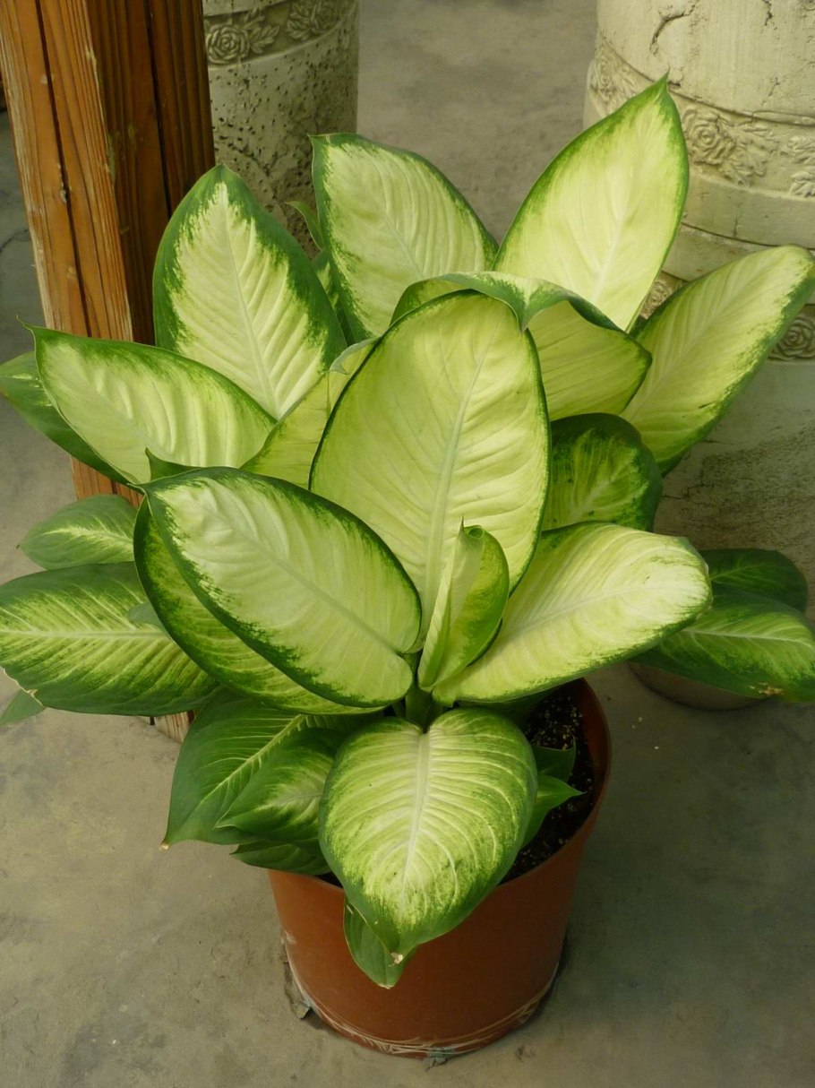 Диффенбахия Марс Dieffenbachia