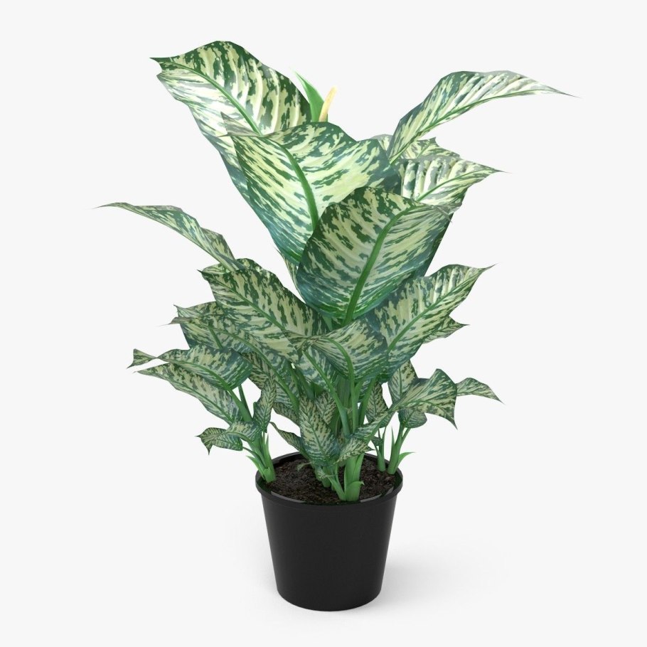 Диффенбахия Баузе (Dieffenbachia bausei)