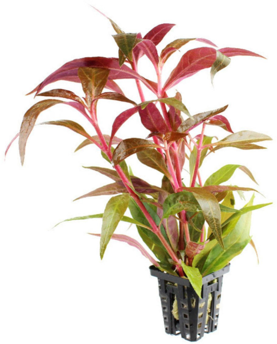 Alternanthera Amoena Альтернантера прелестная