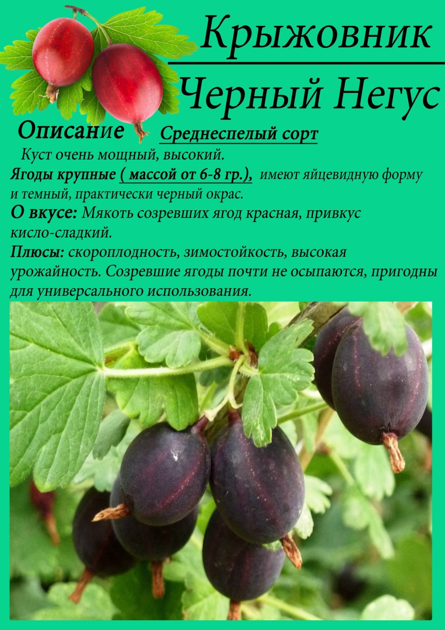 Крыжовник чёрный Негус описание сорта