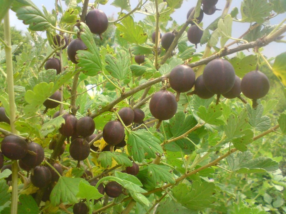 Крыжовник сорт финик