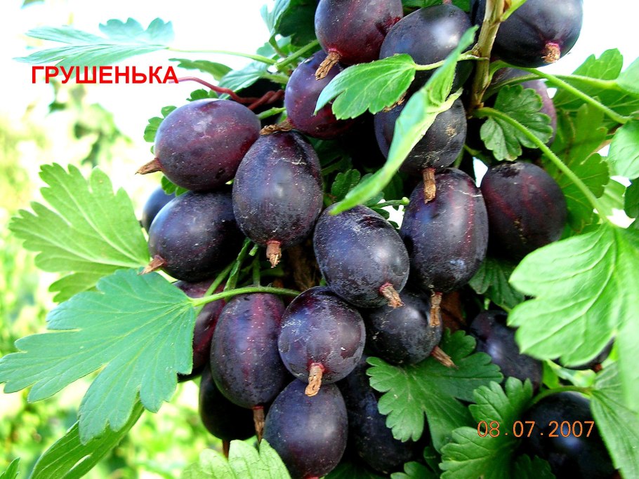 Крыжовник Черныш
