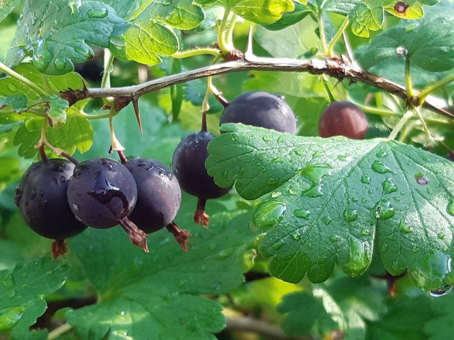 Негус крыжовник