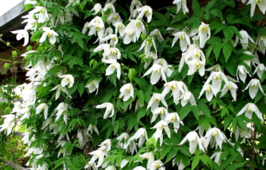 Глициния китайская