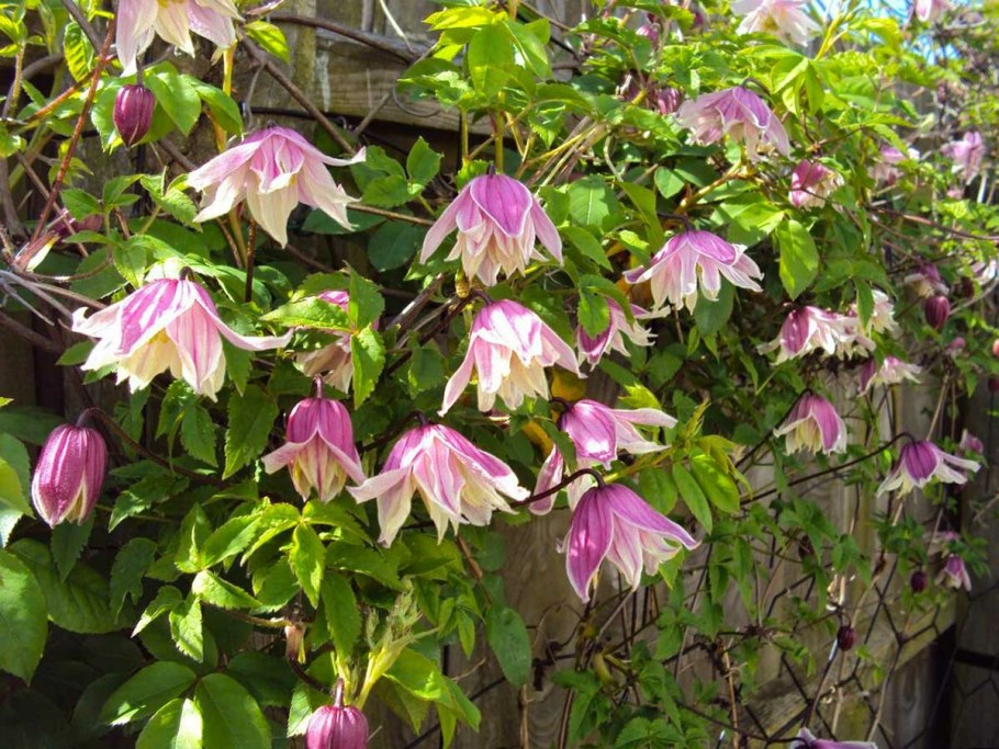 Виноград Амурский (Vítis amurénsis)