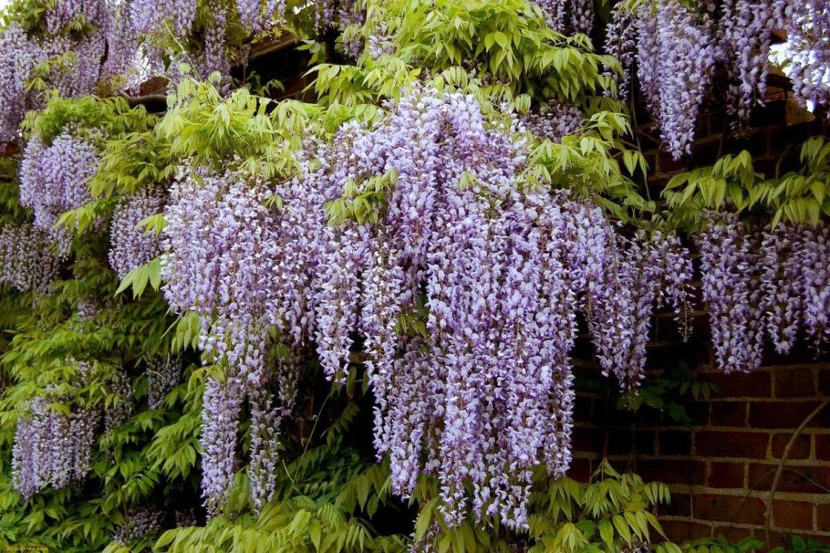 Wisteria sinensis Глициния китайская