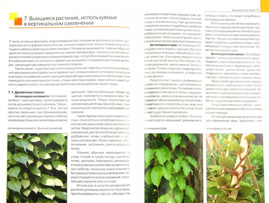 Вистерия китайская Глициния