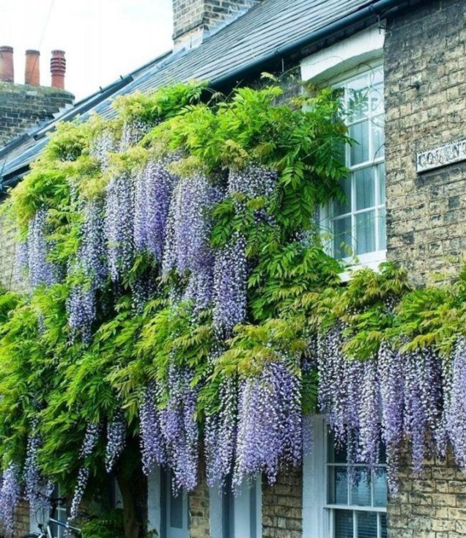 Глициния сиреневая "китайская"