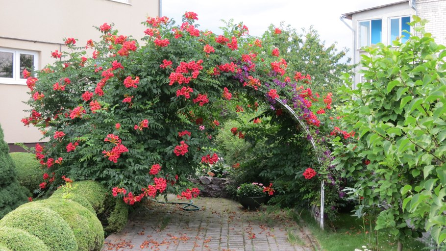 Княжик Блю Эклипс