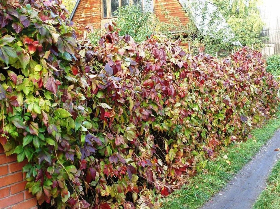 Текома кампсис