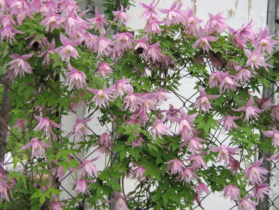 Княжик Сесиль