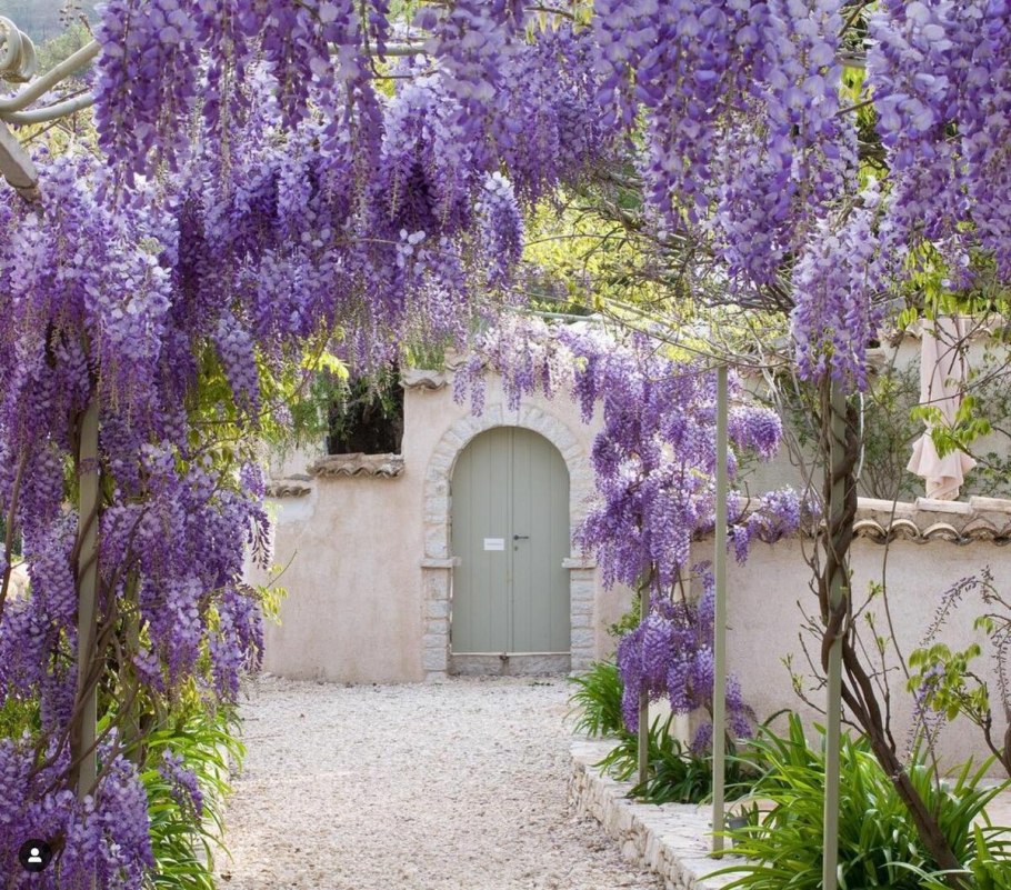 Глициния вьющаяся