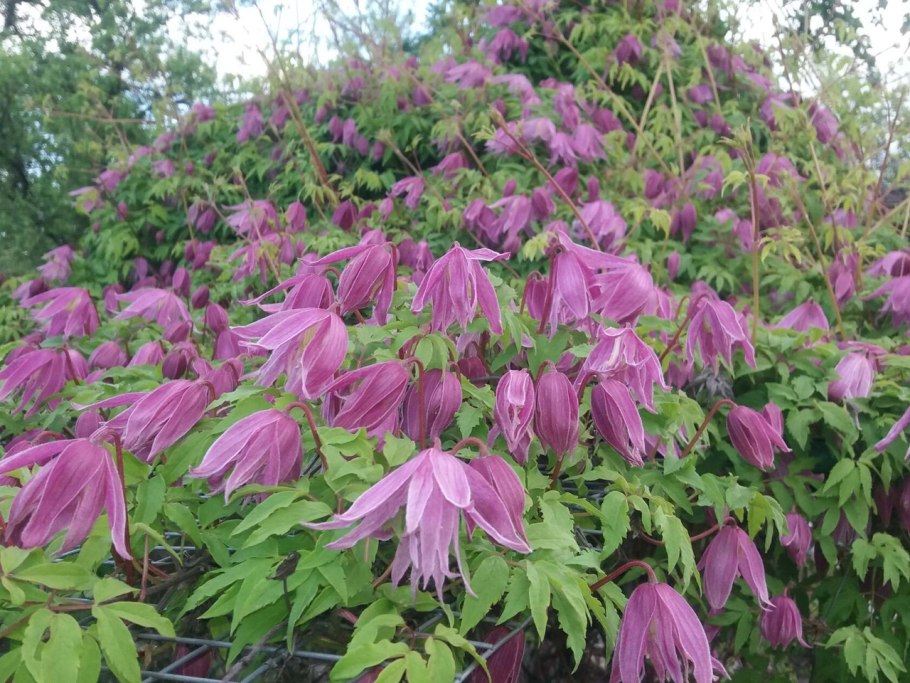 Древовидная Лиана кампсис