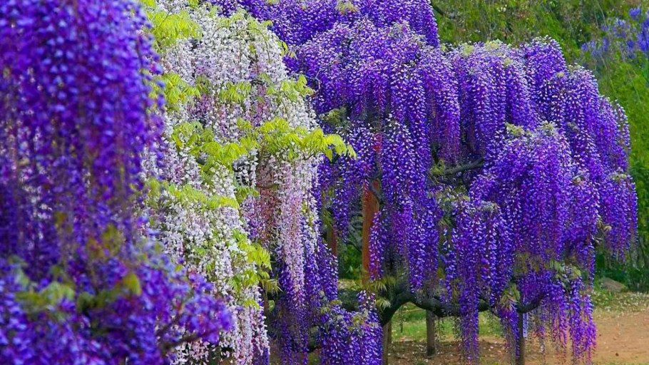 Лиана кампсис укореняющийся